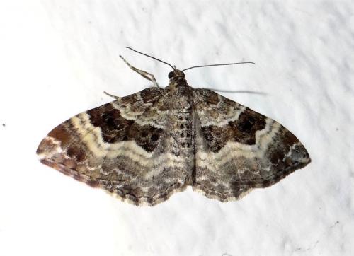 Epirrhoe alternata